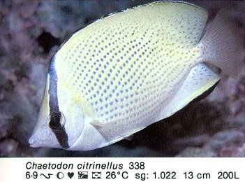 Chaetodon citrinellus